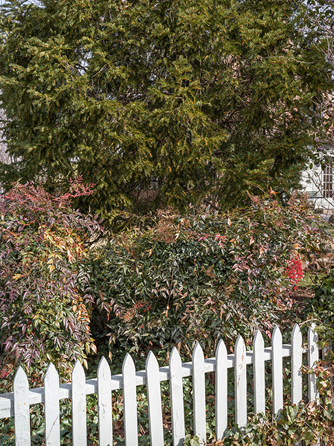 privacy plantings 1