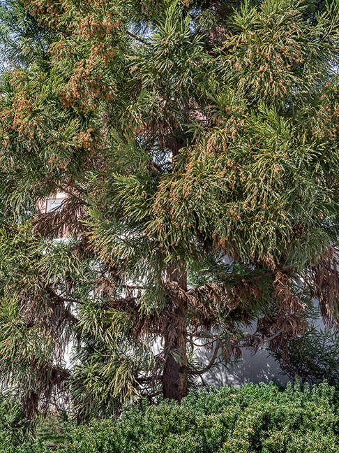 privacy plantings 2