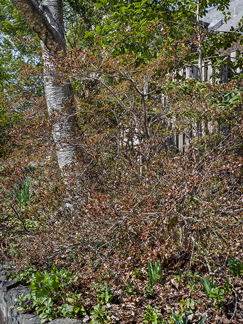 privacy plantings 4