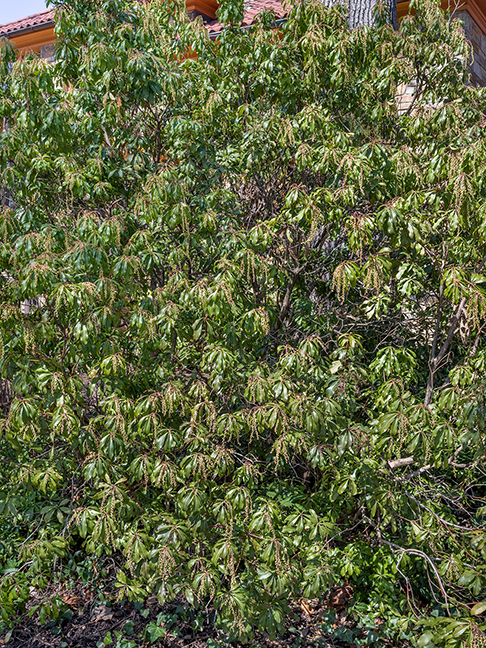 privacy plantings 5