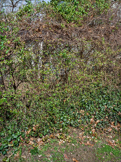 privacy plantings 7