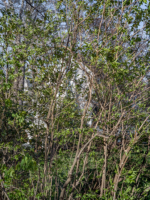 privacy plantings 10